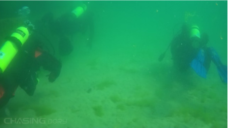 Diving